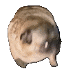 fastpug