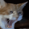 catscream