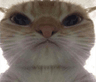 catangry