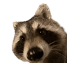 racco