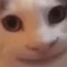 politecat