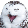 owl_smile