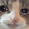 sad_cat