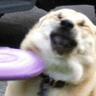 frisboof