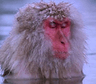 monke