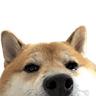 animal_shiba_lurk_peek