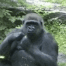 MonkeWave