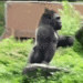 MonkeWalk