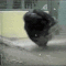 MonkeSpinning