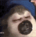 MonkeSleep2