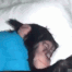 MonkeSleep