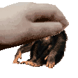 MonkePet