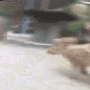 MonkeRide