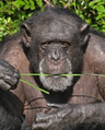 MonkeWise