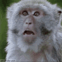 MonkeWhat