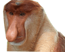 MonkeNose