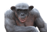 MonkeChad