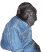 MonkeBlanket