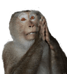 MonkePray