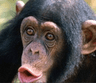 MonkePog1
