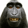 MonkeSelfie