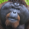 MonkeChad