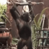 Monke1