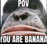 MonkeStare