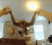 MonkeSwing