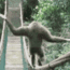 MonkeTightrope