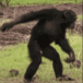 MonkeVibing