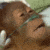 MonkeDying
