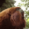 MonkeLorge