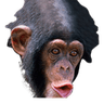 MonkePogChimp