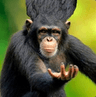 MonkeBigBrain