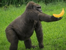 MonkeGiveBanan