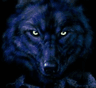 bluewolftightcropsm