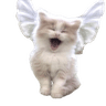 wingscat