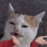 catwhy