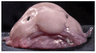 blobfish209