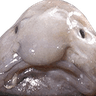 blobfish