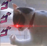 dio_cat