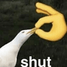 seagull_shut