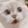 wtfkitty