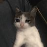 CY_cat_sad