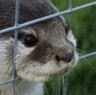 sad_otter_fence