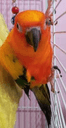 mangotheparrot