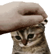 petpetsadcat