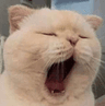 AP_catyawn