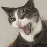 tomcat